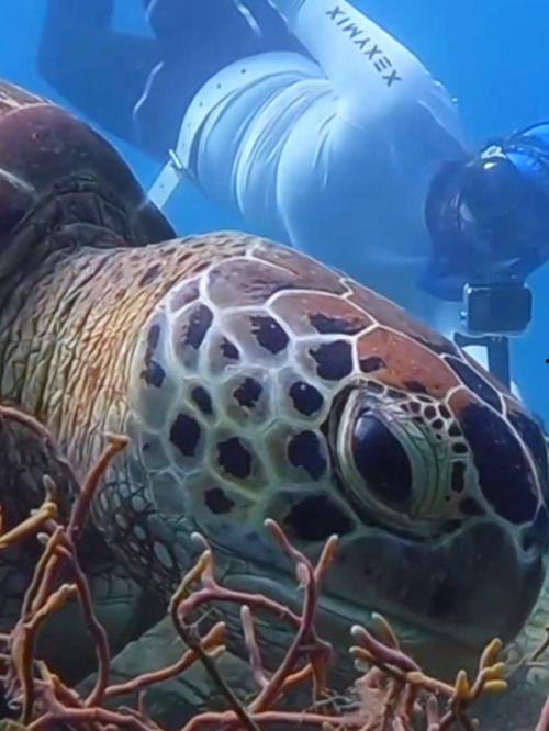 红色海龟在线观看,揭秘传奇特工的惊险人生